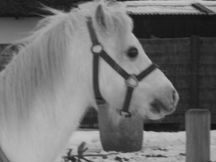 Welsh Mountain (sec A) frederik billede 12