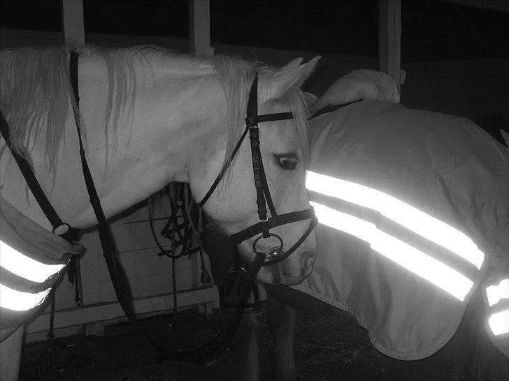 Connemara figo billede 10