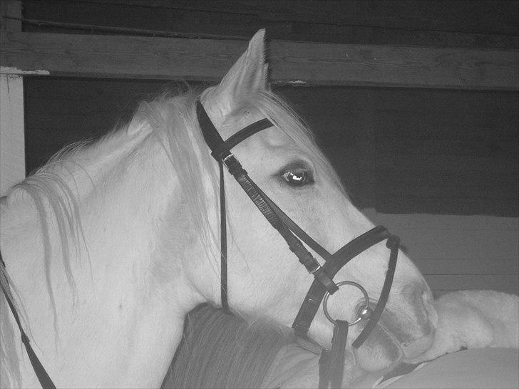 Connemara figo billede 11