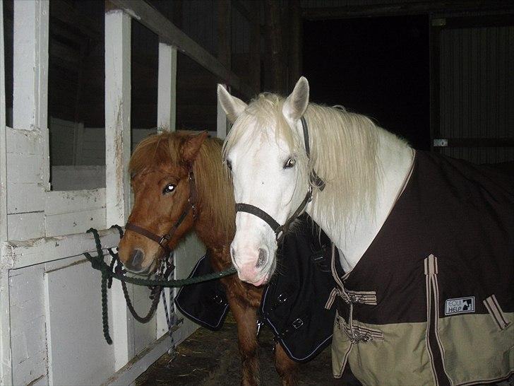 Connemara figo billede 15