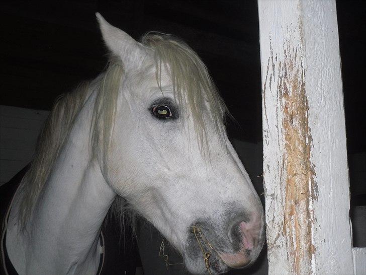 Connemara figo billede 16