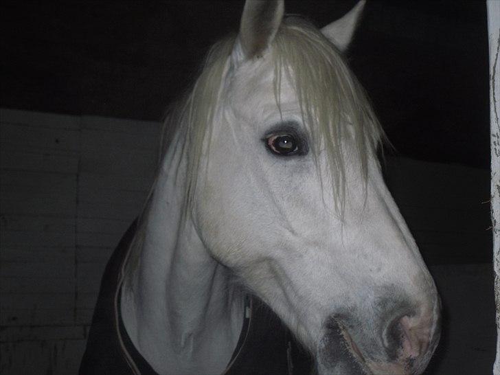 Connemara figo billede 17