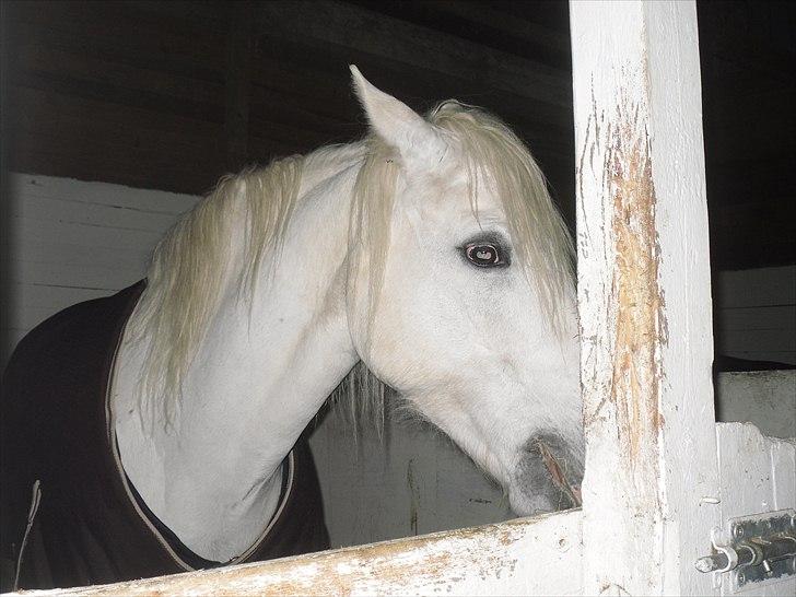 Connemara figo billede 18