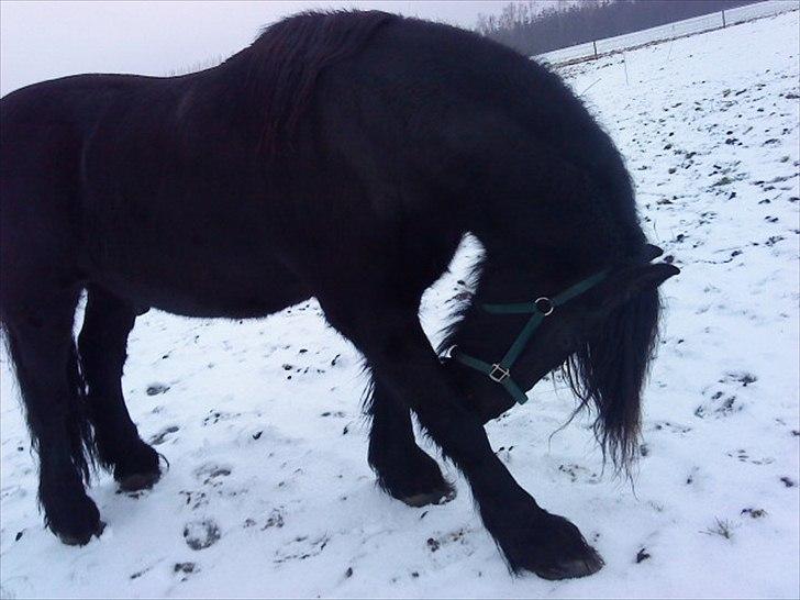Frieser Rocky Van het zand( himmelhest) :( billede 8