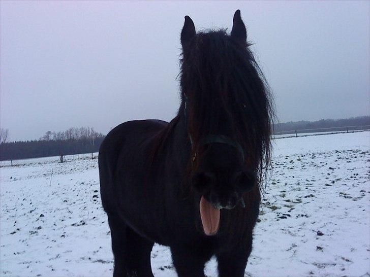 Frieser Rocky Van het zand( himmelhest) :( billede 9