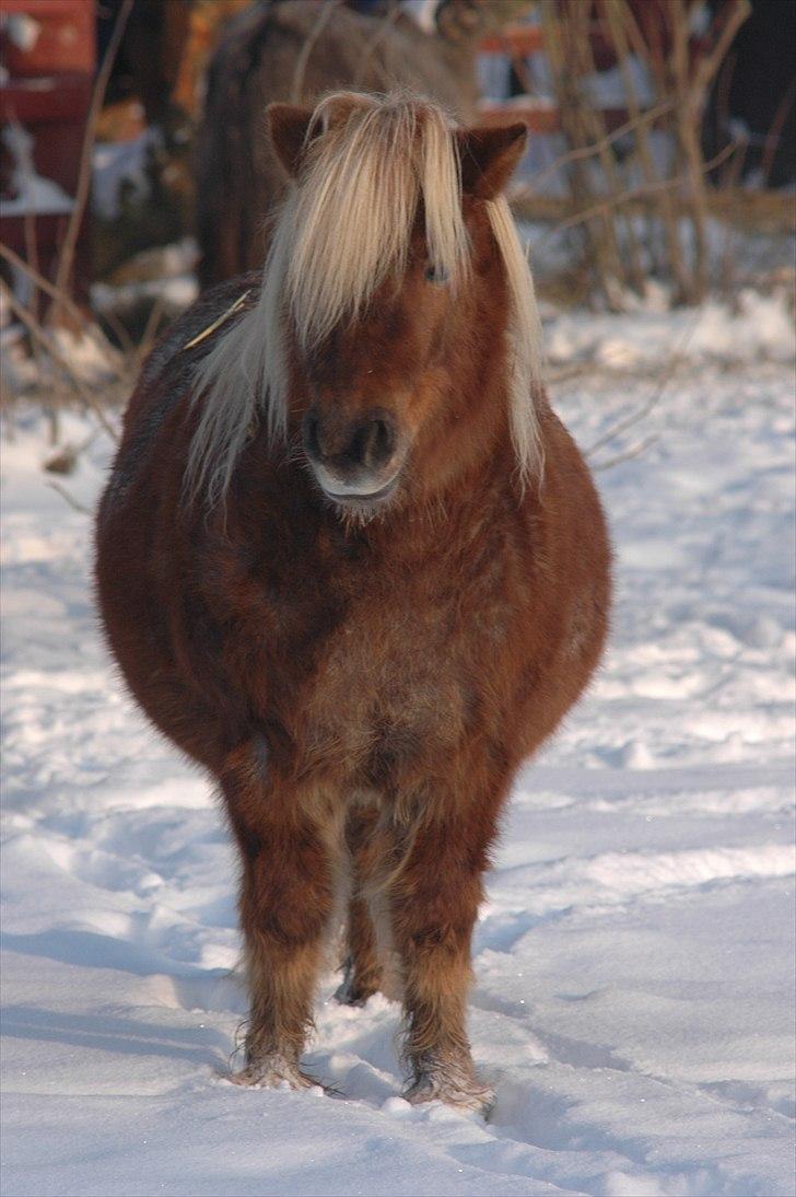 Shetlænder HRE Janelle RES Senior CHAMP. billede 13
