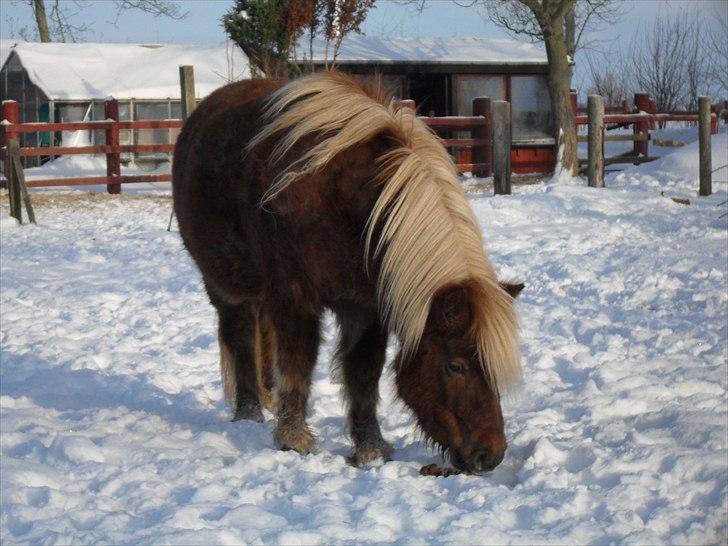 Shetlænder HRE Janelle RES Senior CHAMP. billede 14