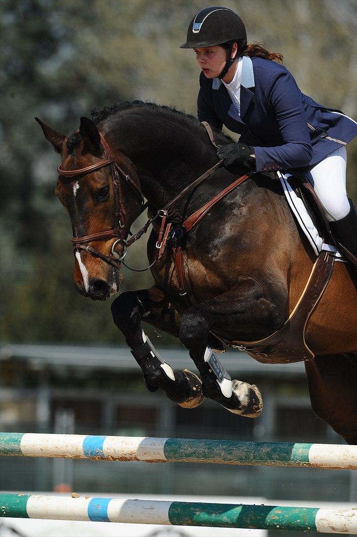 Dansk Varmblod - Caliber - Toscana tour CSI*** Arezzo 2011 billede 1
