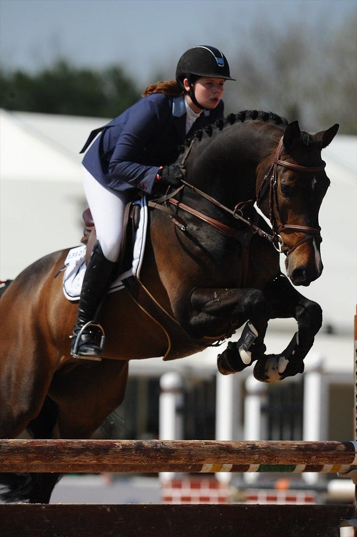 Dansk Varmblod - Caliber - Toscana tour CSI*** Arezzo 2011 billede 2