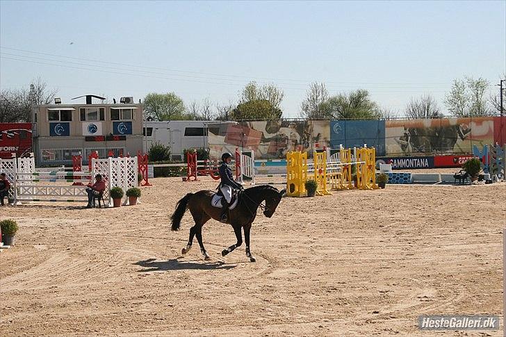 Dansk Varmblod - Caliber - Arezzo Toscana tour 2011 billede 3