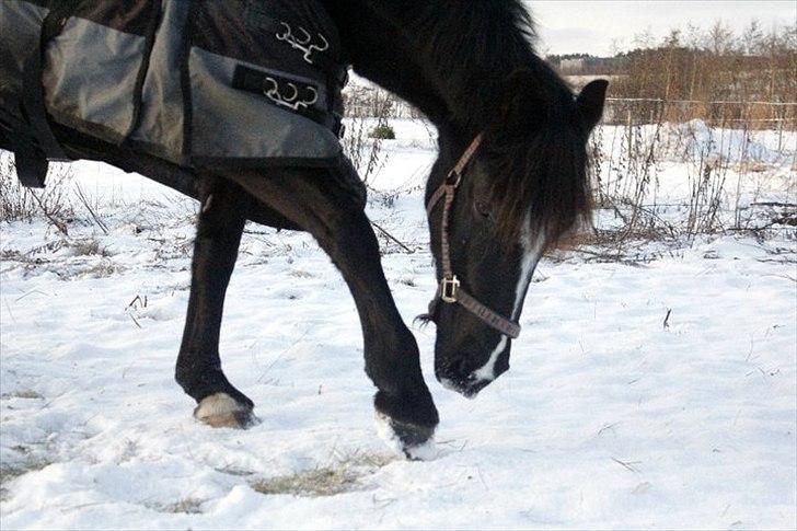 Welsh Cob (sec D) jet jewel "jj" *solgt* - Jj der tigger i sneen :D  billede 19