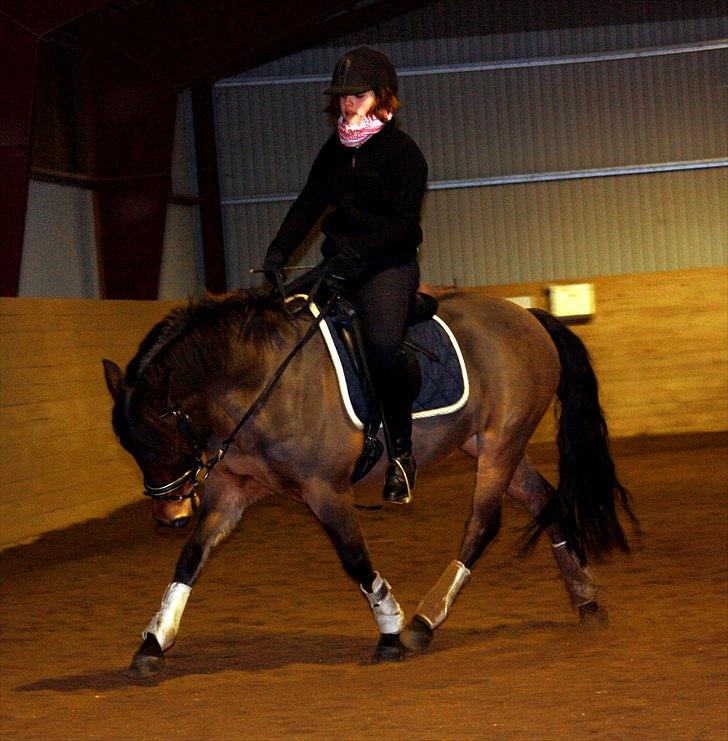 New Forest | Lundemarksg. Cappuccino - 13# Lækker pony :* Vi rider nedsidning for anden gang i lang tid af gangen :D - Dressur træning d.13-01-11 - Foto: Klara Dausel billede 13