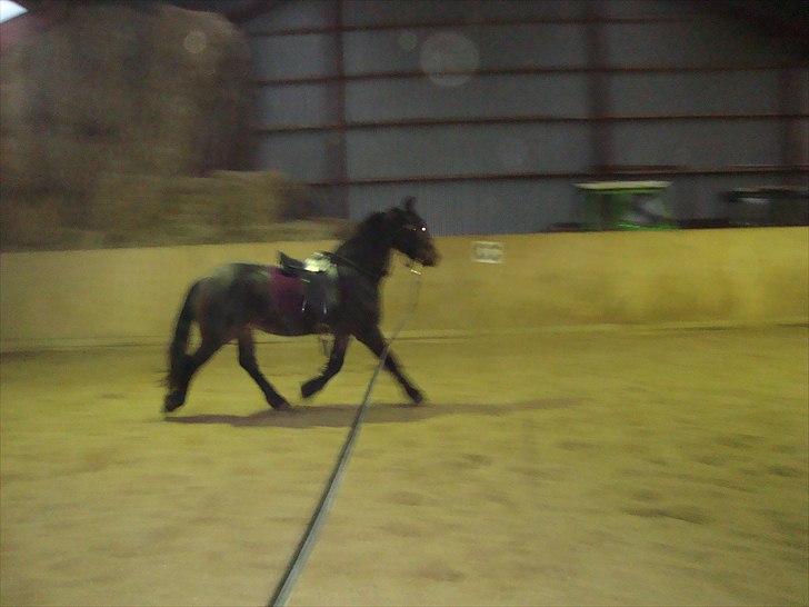 Anden særlig race Mox Diamond *solgt* billede 9