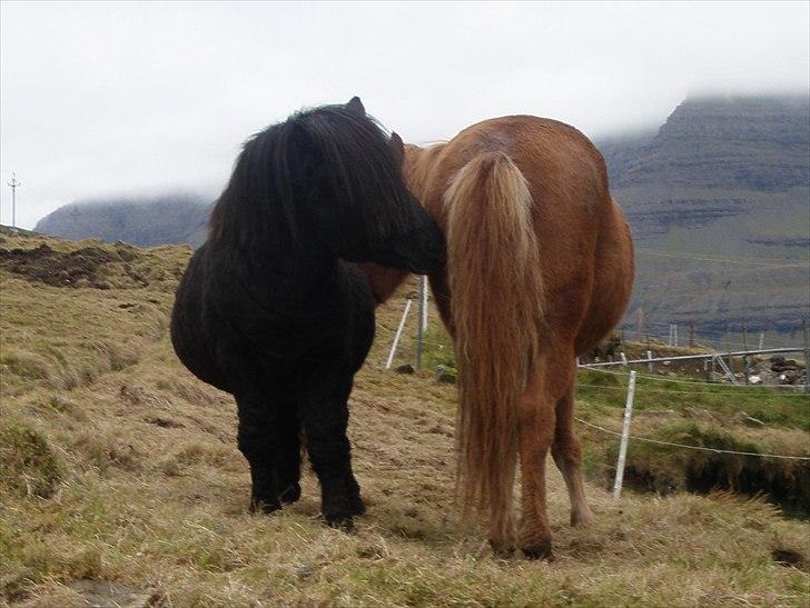 Færøsk hest Tóki [Haft i pleje] - Nusser med sin beste ven, islænderen Freyr :) | 11-10-2010 billede 17