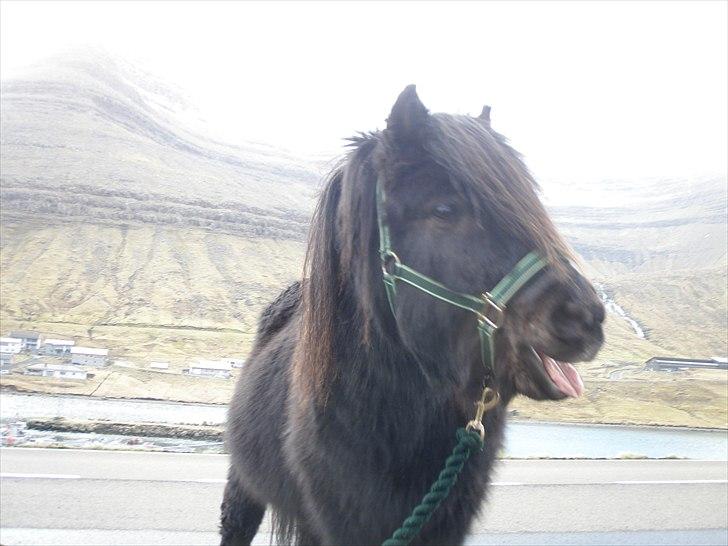 Færøsk hest Tóki [Haft i pleje] - (: | 25-02-2011 billede 18