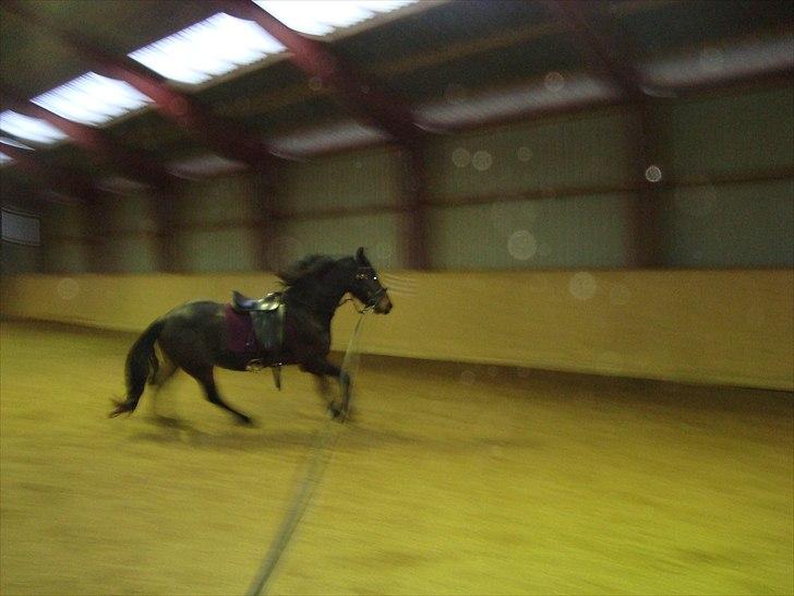 Anden særlig race Mox Diamond *solgt* billede 10