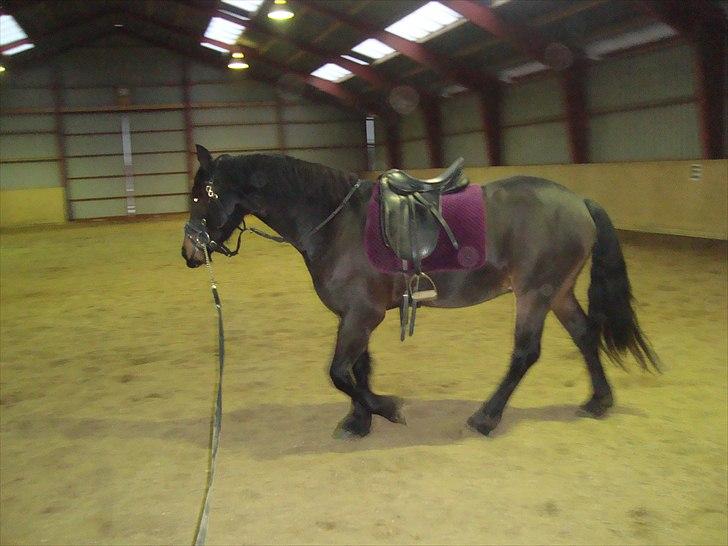 Anden særlig race Mox Diamond *solgt* billede 11