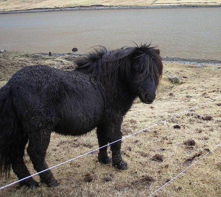 Færøsk hest Tóki [Haft i pleje] - 1 stk. beskidt Tóki :) | 17-02-2011 billede 19