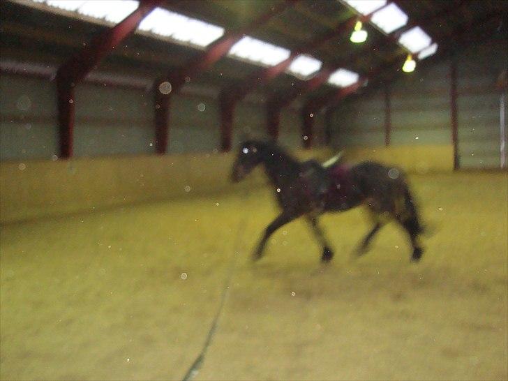 Anden særlig race Mox Diamond *solgt* billede 12