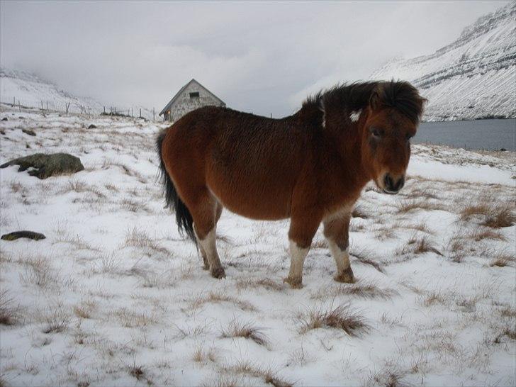 Færøsk hest Gráfaksi [Haft i pleje] - Så er man blevet til en bamse :) | 08-12-2010 billede 19
