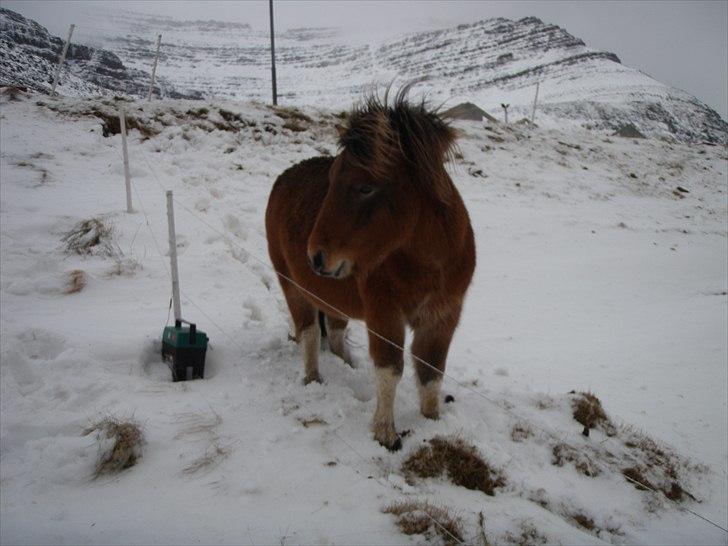 Færøsk hest Gráfaksi [Haft i pleje] - 08-12-2010 billede 20
