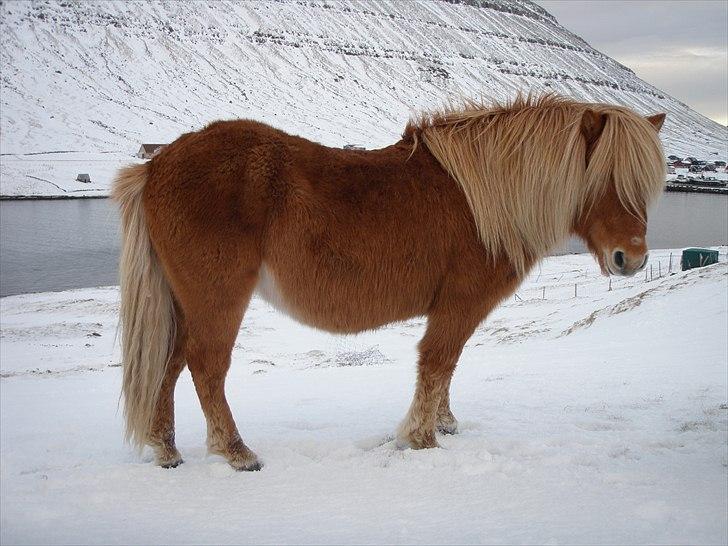 Færøsk hest Ljósi [Haft i pleje] - Bamse :) | 09-01-2011 billede 10
