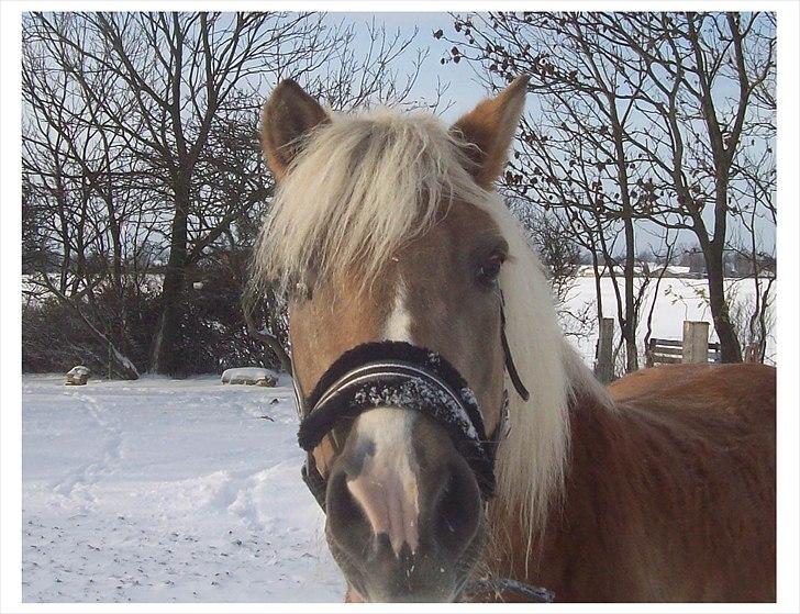Tyroler Haflinger Nuser. billede 12