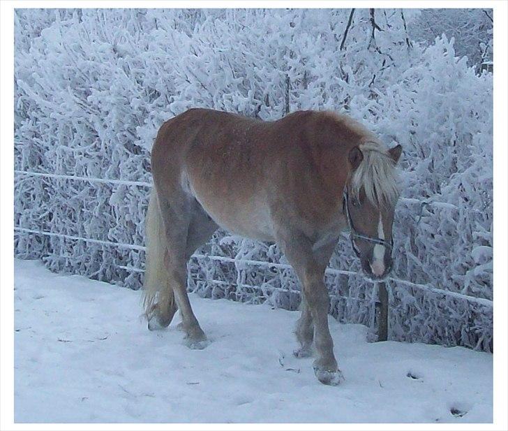 Tyroler Haflinger Nuser. billede 13