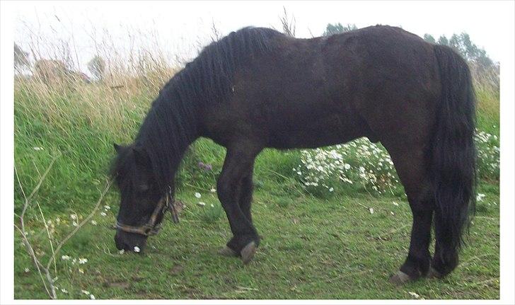 Anden særlig race Buller billede 4