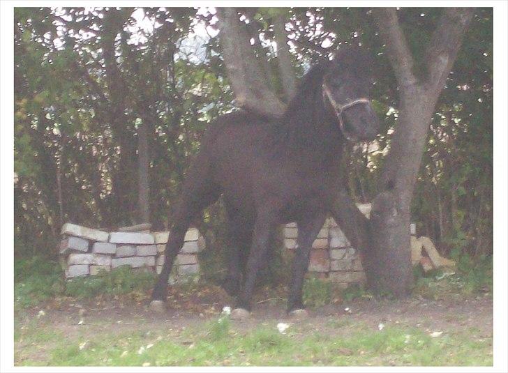Anden særlig race Buller - Godt med et æbletræ når det klør. billede 5