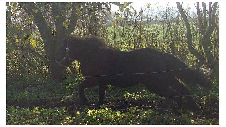 Anden særlig race Buller - Stadig god fart på. billede 6