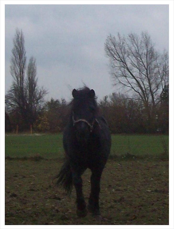 Anden særlig race Buller billede 7