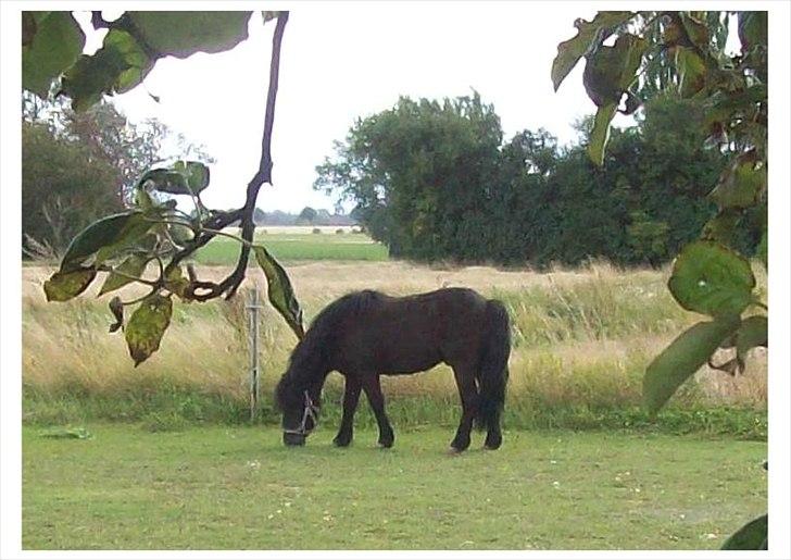 Anden særlig race Buller billede 8