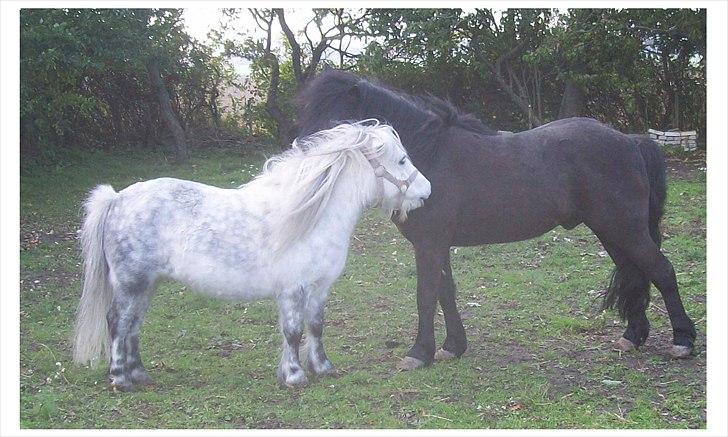 Anden særlig race Buller - Social god at have i folden.Her med rosanne. billede 9