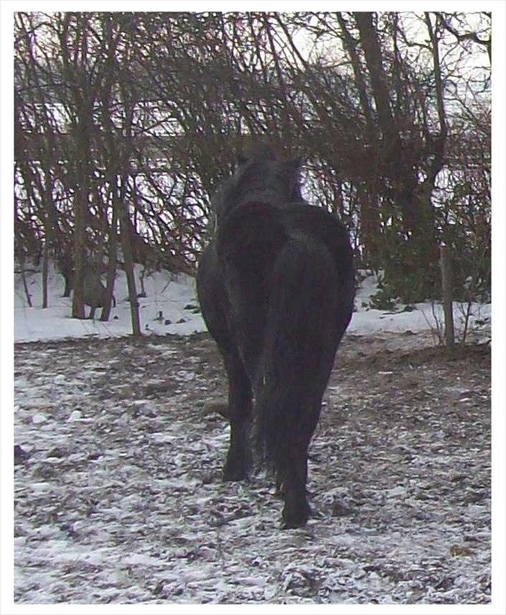 Anden særlig race Buller - God solid bagdel. billede 10