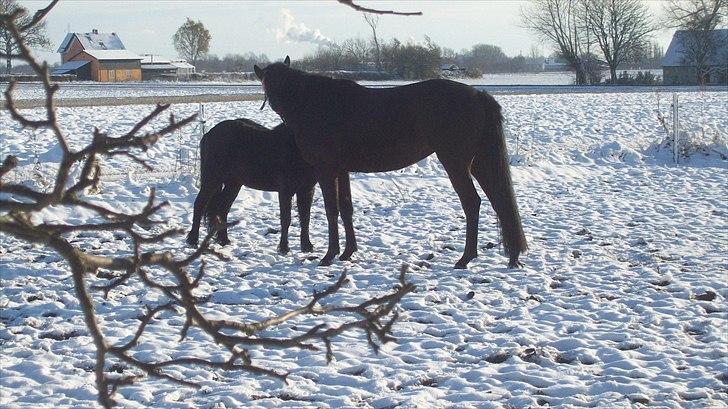 Anden særlig race Buller - Buller & Briza. billede 11