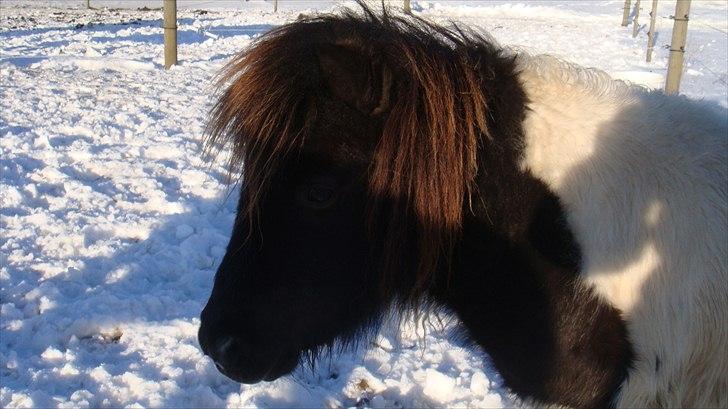 Shetlænder Stjernens mini Isak billede 3
