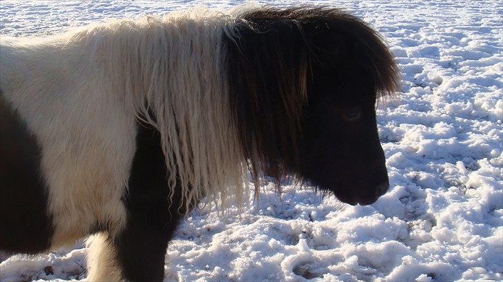Shetlænder Stjernens mini Isak billede 4