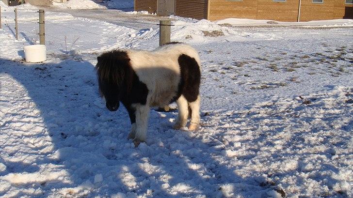 Shetlænder Stjernens mini Isak billede 5