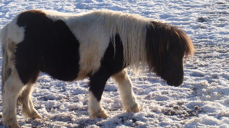 Shetlænder Stjernens mini Isak billede 6