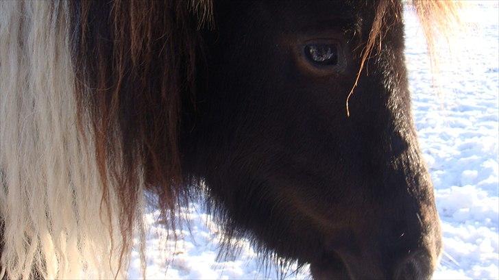 Shetlænder Stjernens mini Isak billede 7