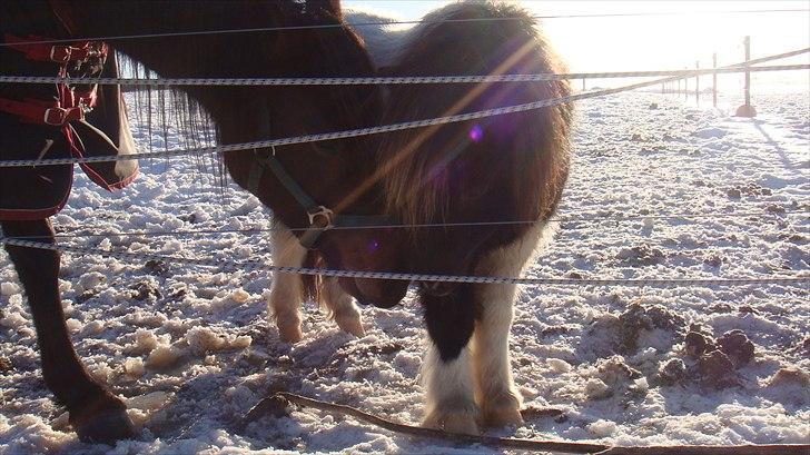 Shetlænder Stjernens mini Isak billede 8