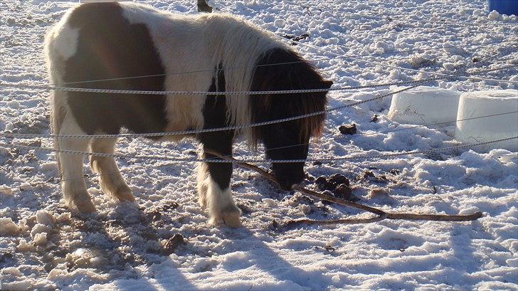Shetlænder Stjernens mini Isak billede 9