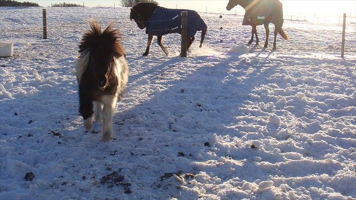 Shetlænder Stjernens mini Isak billede 11