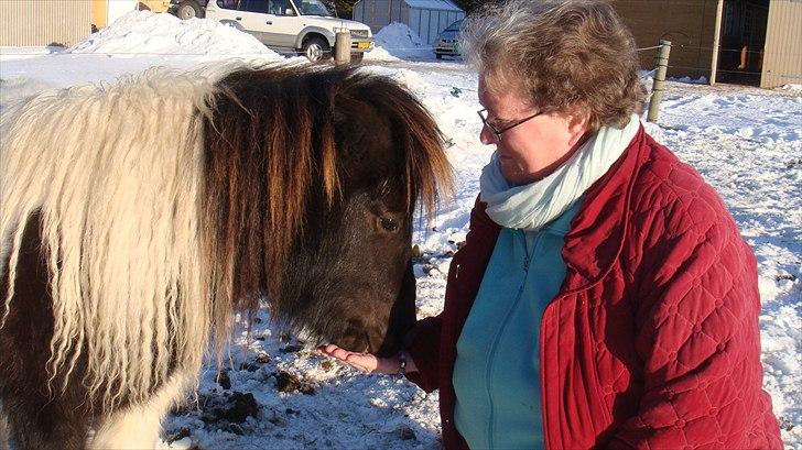 Shetlænder Stjernens mini Isak billede 12