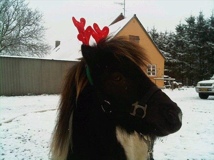 Shetlænder Stjernens mini Isak billede 13