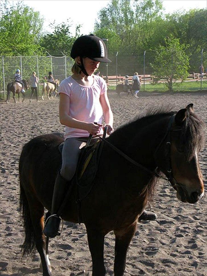 Anden særlig race Raptus*Passer* - 14) Skøøn ridetime med Raptus i foråret 2009 da jeg red med på et nybegynderhold :D billede 14