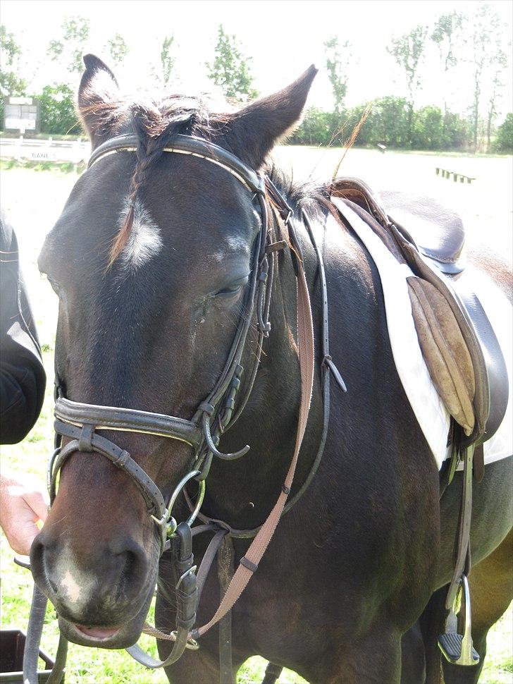 Anden særlig race Anton - Får lige en slapper efter stævnet :) [Foto: Mig] billede 20