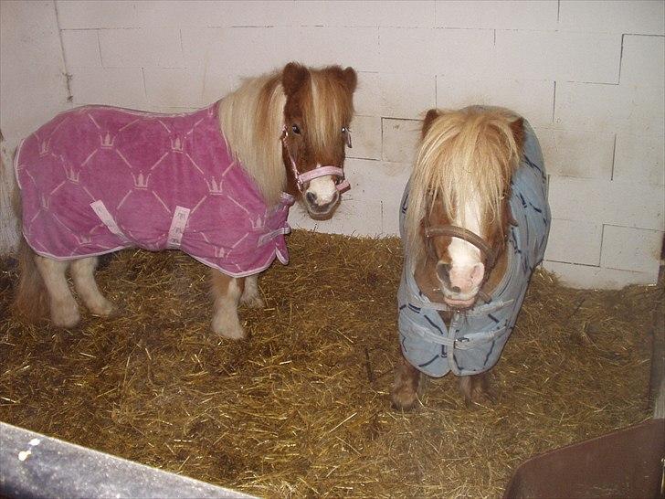 Shetlænder Ingeborg - Lidt royal har man vel lov at være :-) billede 12
