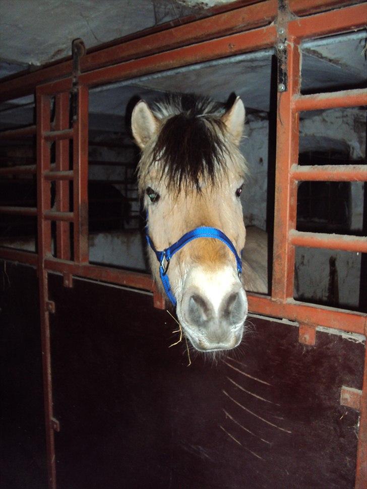 Fjordhest Lukas billede 1